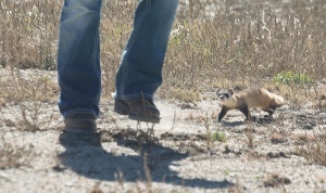 A black-footed ferret released in a burrow on a ranch scurries around looking for a different spot. Photo by Judith Kohler