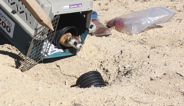 A  black-footed ferret hesitates before bolting into a burrow on a southern Colorado Ranch. Photo by Judith Kohler