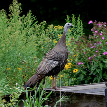 6 Tips for Feeding Wild Turkeys with Your Garden • The ...