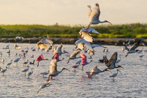 Flock of white ibis and roseate spoonbills Photo: Galveston.com