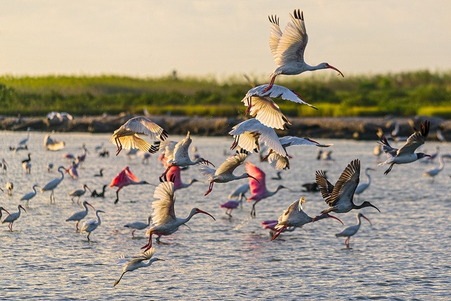 flock of white ibis and roseate spoonbills