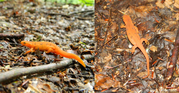 Salamanders in leaf litter.