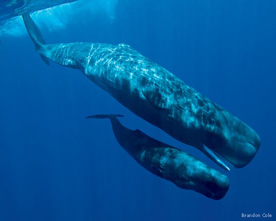 Sperm Whales - Mother and Calf
