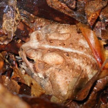 American toads use the leaf litter to hide and hibernate.