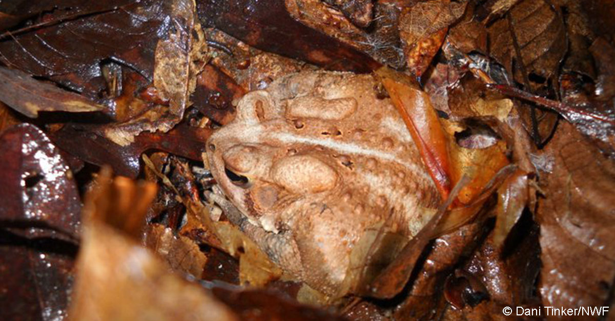 American toads use the leaf litter to hide and hibernate.