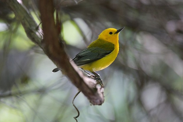 Prothonotary Warbler. Photo by Howcheng
