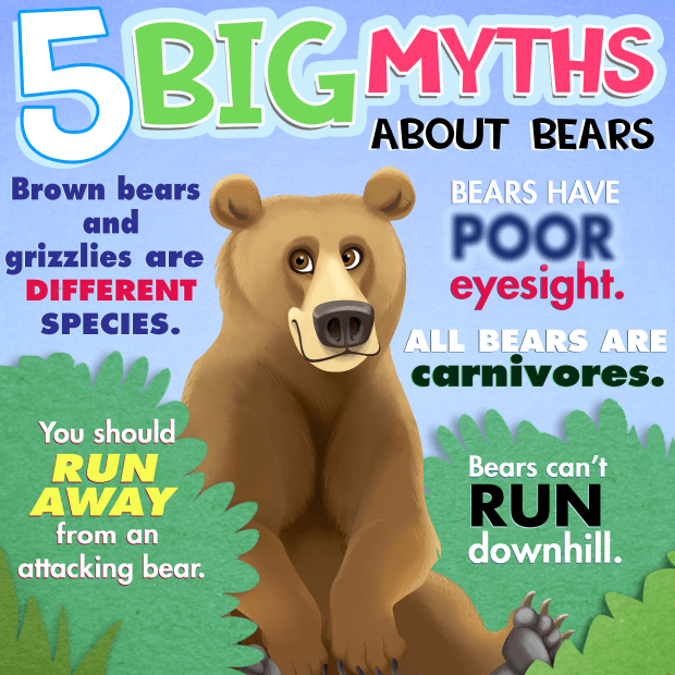 5 Myths about Bears