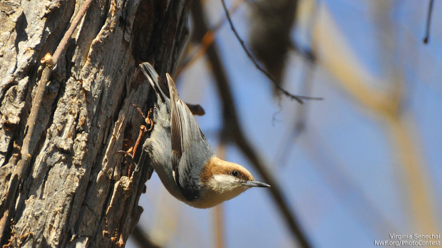 A brown-headed nuthatch, one of the studies indicator species. Photo by National Wildlife Photo Contest entrant Virginia Senechal.