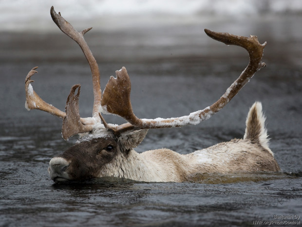 Caribou in Alberta are threatened by tar sands extraction.