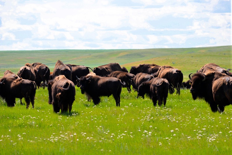 bison, Fort Peck
