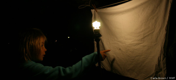 Set up a light and sheet to observe bugs at night