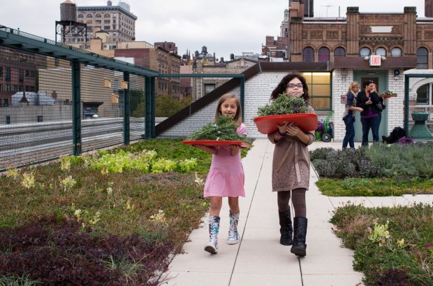 Students collect herbs on PS 41′s greenroof in Manhattan. Photo: Megan Westervelt