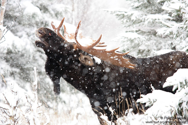 Moose and other wildlife need winters to survive.