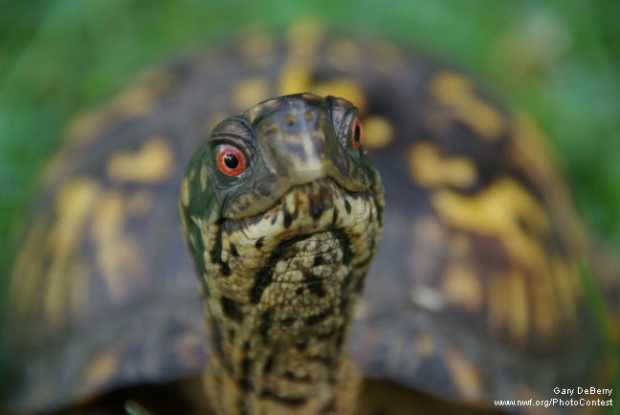 Box Turtle in Pennsylvania by Gary DeBerry