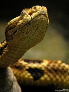 Timber rattlesnakes. Photo by National Wildlife Photo Contest entrant Kira Dott.