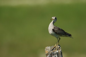 This Upland Sandpiper wants to know, why won't Congress put a national Sodsaver provision in the Farm Bill? Photo: Stephen Rossiter