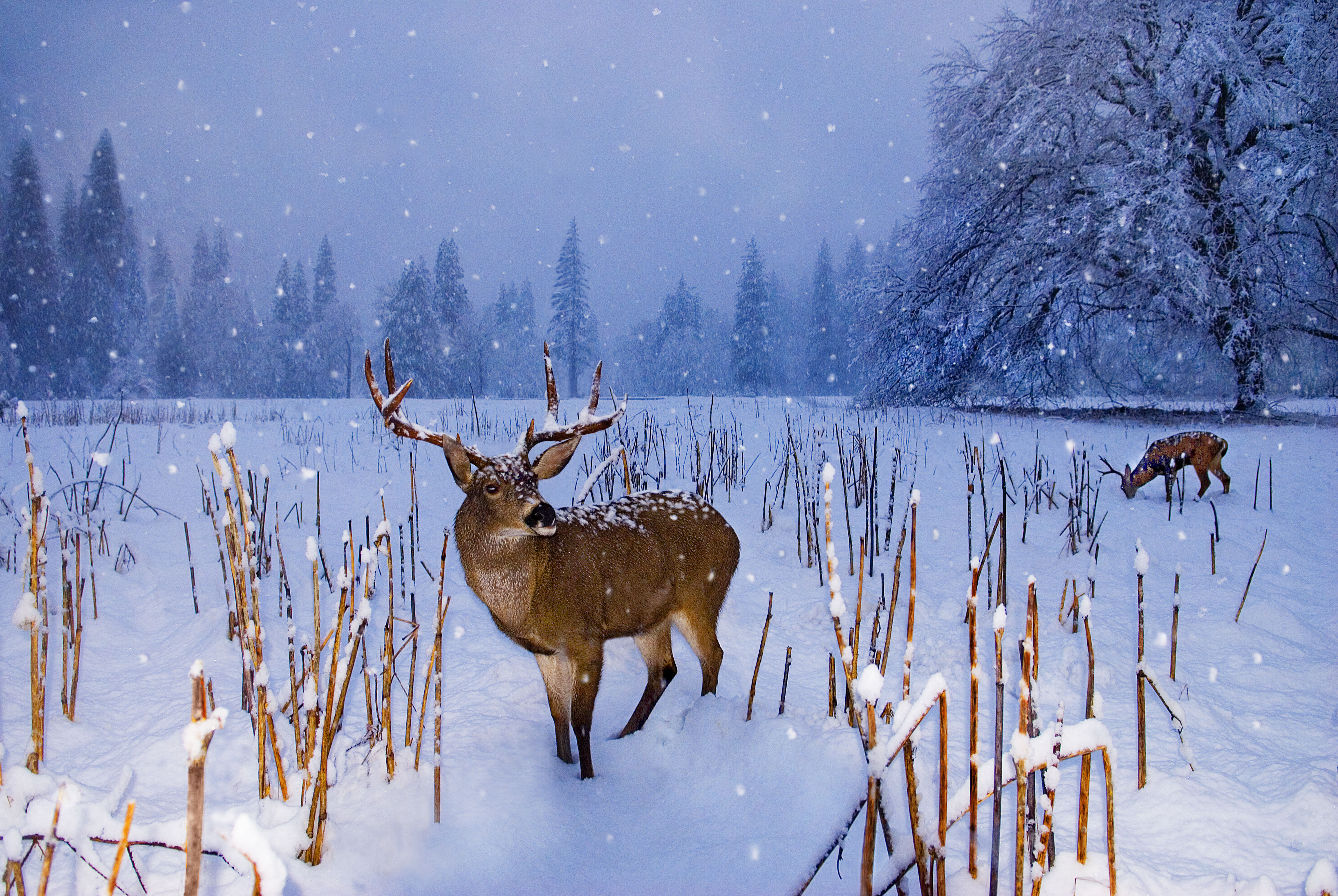 snow, snowflake, snowfall, deer