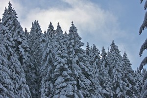 pine, spruce, snowfall, Oregon