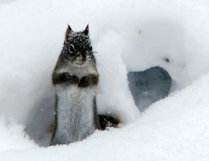 red squirrel, snow cover, snowfall, Minnesota