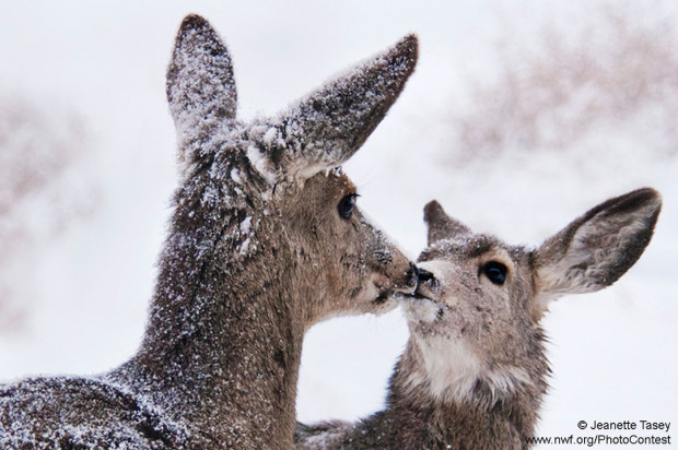 Deer Snow Kiss