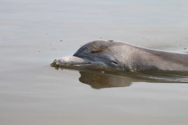 A dolphin is observed with oil on its skin on August 5, 2010, in Barataria Bay, La. Photo: Louisiana Department of Wildlife and Fisheries/Mandy Tumlin.