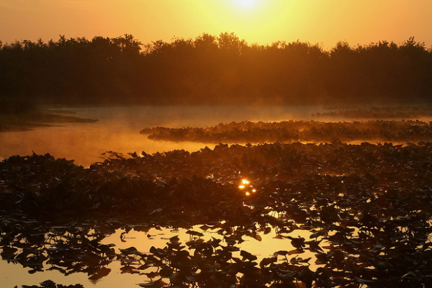 morning wetlands (flickr_anoldent)