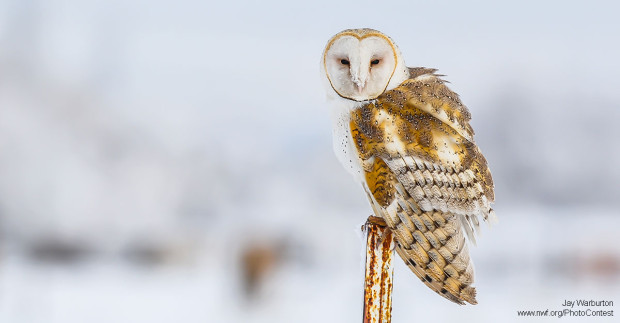 Barn owl photographed in Utah by National Wildlife Federation Photo Contest entrant Jay Warburton.