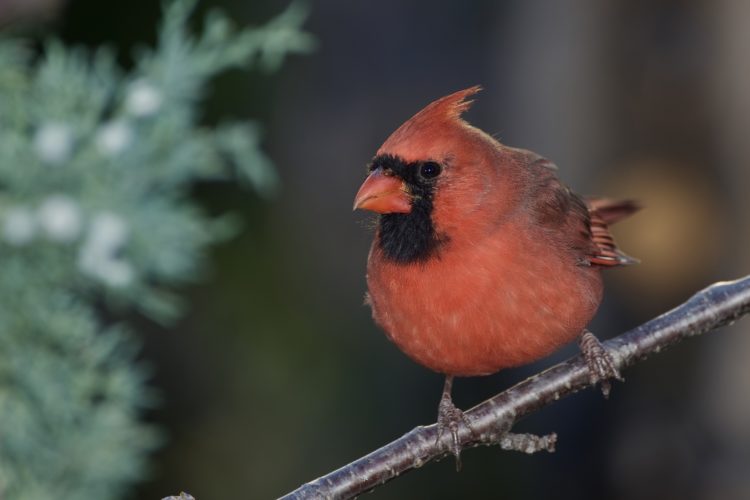 Cardinal. Photo Credit: Chris Seager