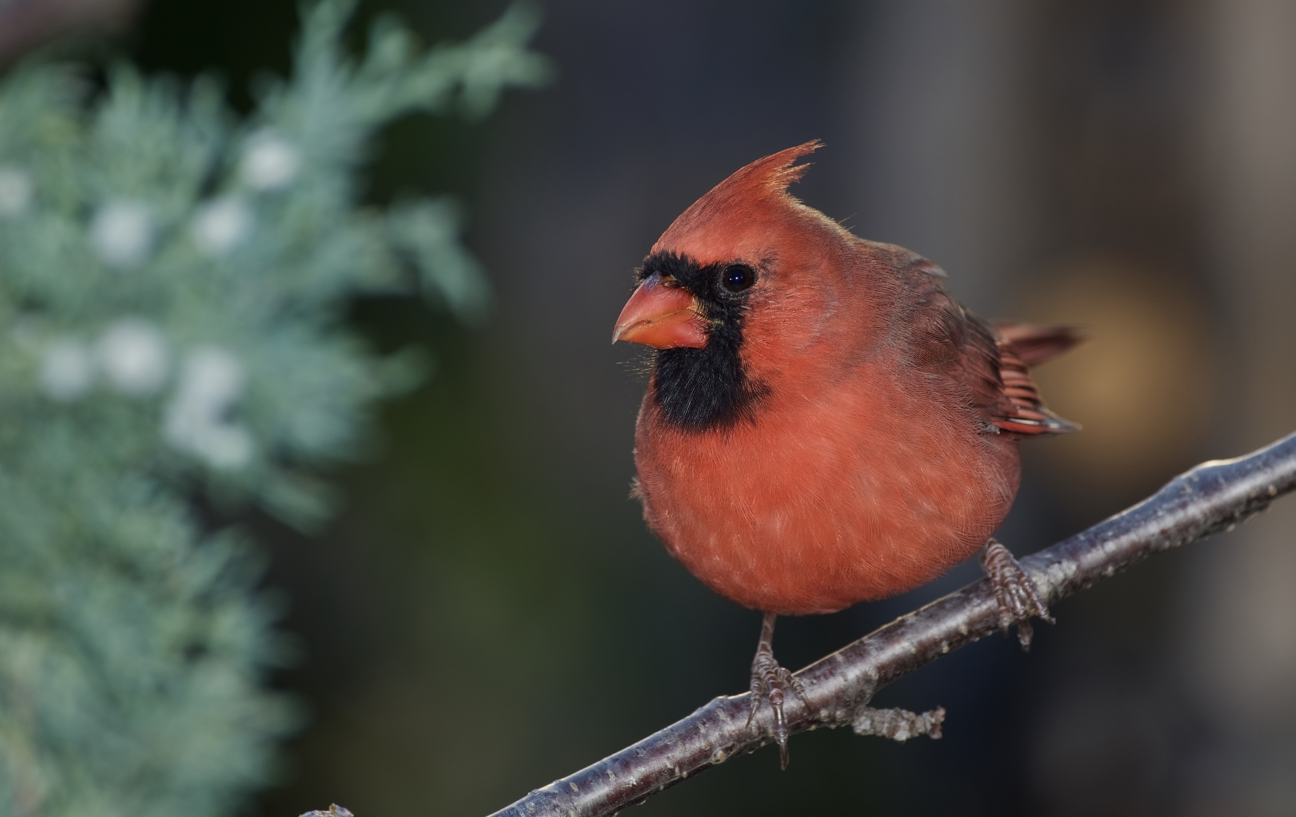 Cardinal. Photo Credit: Chris Seager