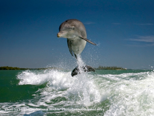 Dolphin_SaraLopez_PhotoContest