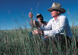Identifying native grasses. Courtesy of NRCS.
