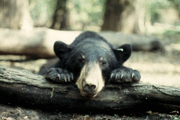 LA black bear