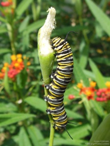 A plump caterpillar eating its fill on a milkweed plant, storing up energy for his transformation into a monarch butterfly. Photo donated by National Wildlife Photo Contest entrant Angie Kibiloski.