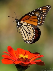 Monarch butterfly at the moment of lift-off in Kempner, Texas. Photo donated by National Wildlife Photo Contest entrant Howard Cheek.