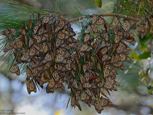 A group of monarch butterflies in Fort Morgan, Alabama from December 2010. Photo donated by National Wildlife Photo Contest entrant Lisa Comer.