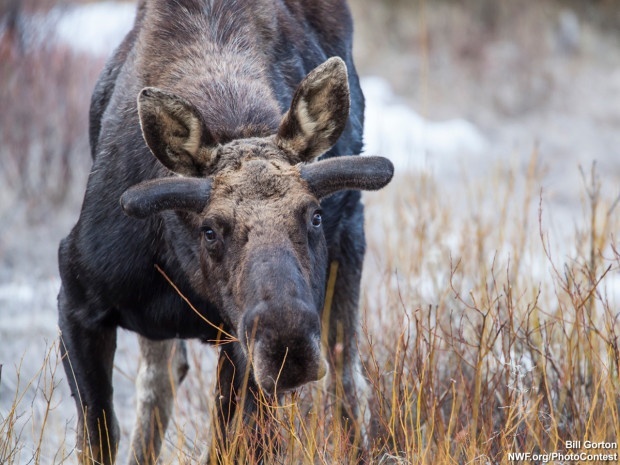 Moose foraging in late winter. Photo by National Wildlife Photo Contest entrant Bill Gorton.