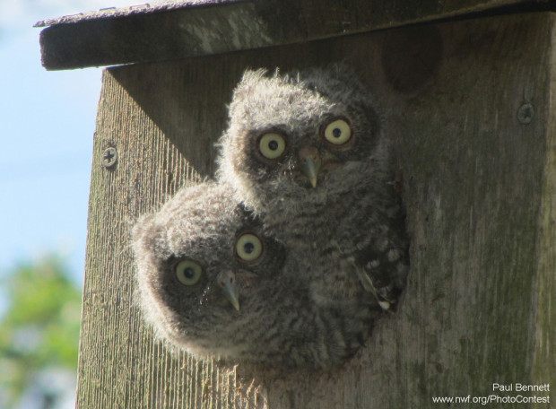 National Wildlife Federation Photo Contest entrant, Paul Bennett, put up a screech owl nest box on a pine tree just outside his bathroom window. These are a few of the visitors.