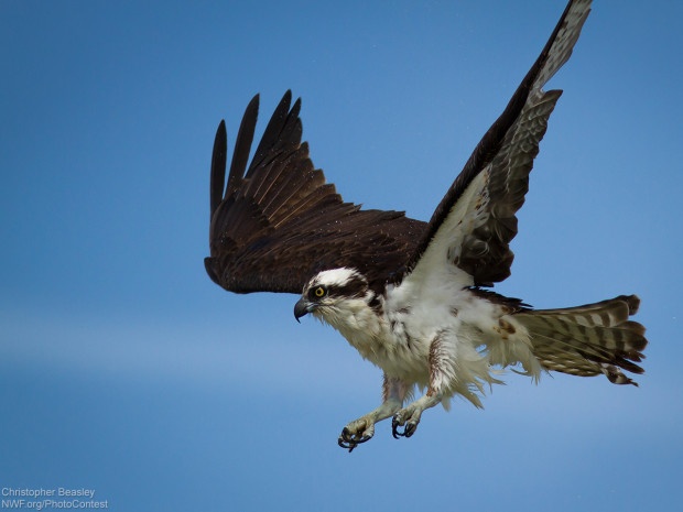 National Wildlife Photo Contest entrant Christopher Beasley took this photo of an osprey while kayaking.