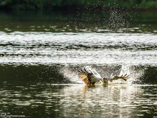 This photo of an osprey diving into water for a catch was donated by National Wildlife Photo Contest entrant Liang Jin.
