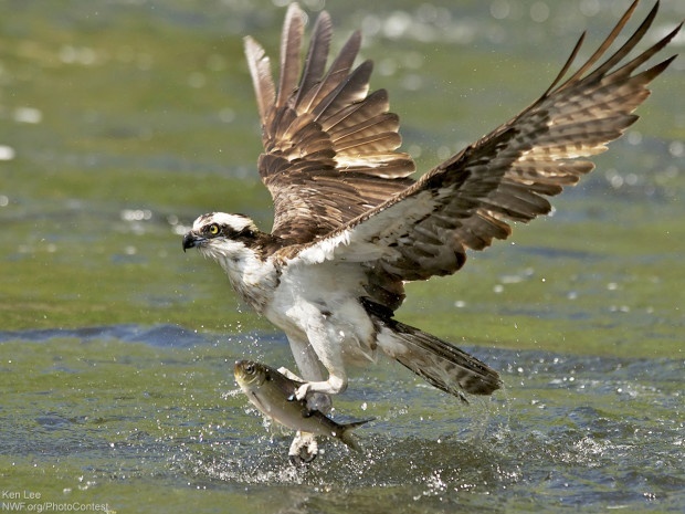 Osprey Gripping Fish by Ken Lee