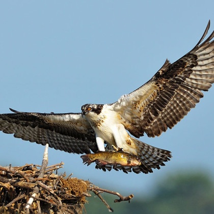 Is the Seahawk a Real Bird? • The National Wildlife Federation Blog ...