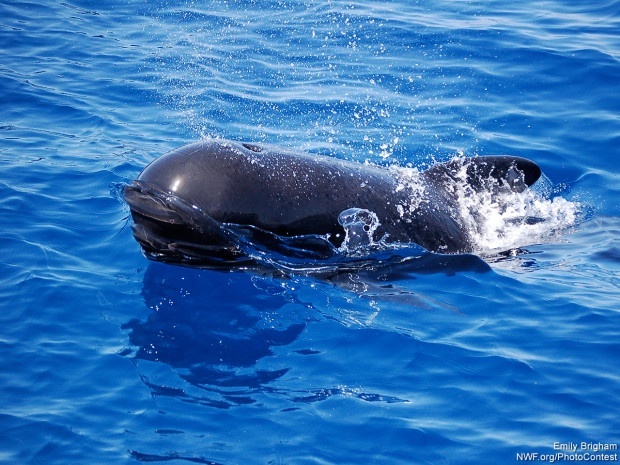A pilot whale breaking the surface of the Atlantic. Photo by National Wildlife Photo Contest entrant Emily Brigham.