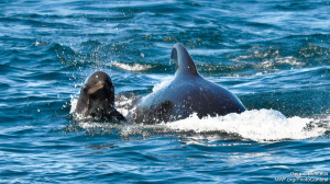 Pilot whale and calf, not often seen in the Gulf of Maine. Photo by National Wildlife Photo Contest entrant Gerard Monteux.