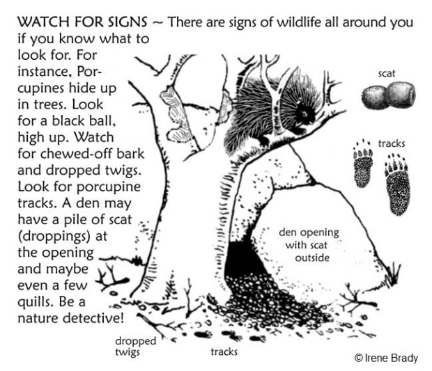 Signs of Wildlife