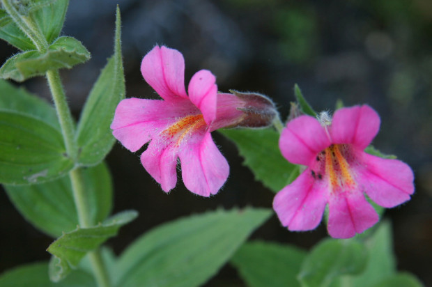 Mimulus lewisii on Cascade Pass Trail. Flickr photo by Brew Brooks.