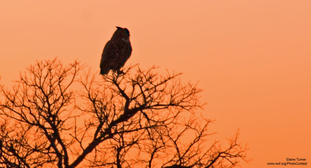 Elaine Turner, a National Wildlife Federation Photo Contest entrant, saw this great horned owl at sunset in her front yard.
