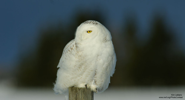 Snowy owl, like Hedwig, from National Wildlife Federation Photo Contest entrant Kim Leblanc.