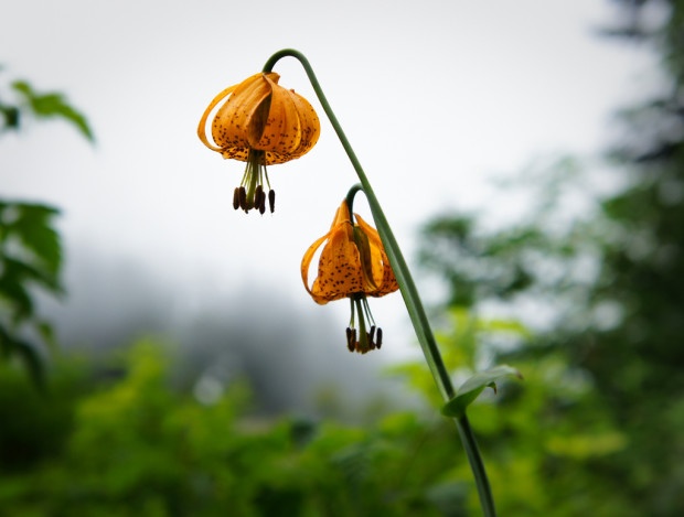 Wild tiger lilies. Flickr photo by Blue Brightly.