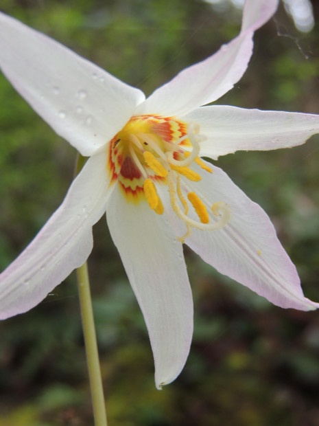 White Fawn Lily in Sharpe Park, near Anacortes Washington. Flickr photo by meanderingwa.