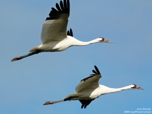 Photo by National Wildlife Photo Contest entrant Jane Becker. Whooping cranes are one of the many bird species threatened by tar sands production. 